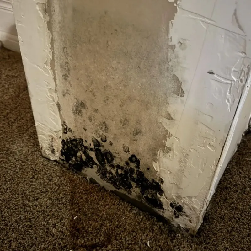 Professional Mold Removal in Parker, SC